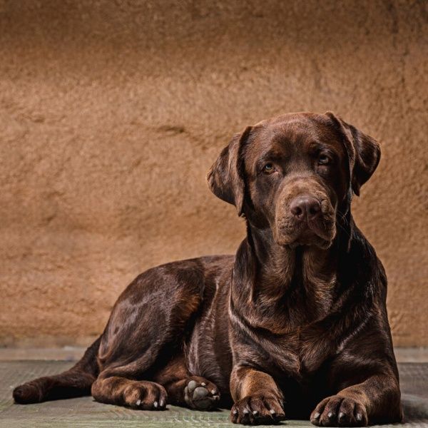 Kloubní onemocnění u psů: Jaké typy existují a jak se s nimi vyrovnat